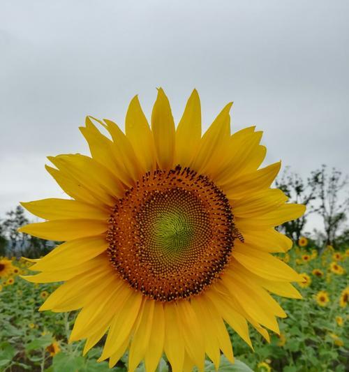 以太阳花花语的深意（阳光与希望之花的暗示）