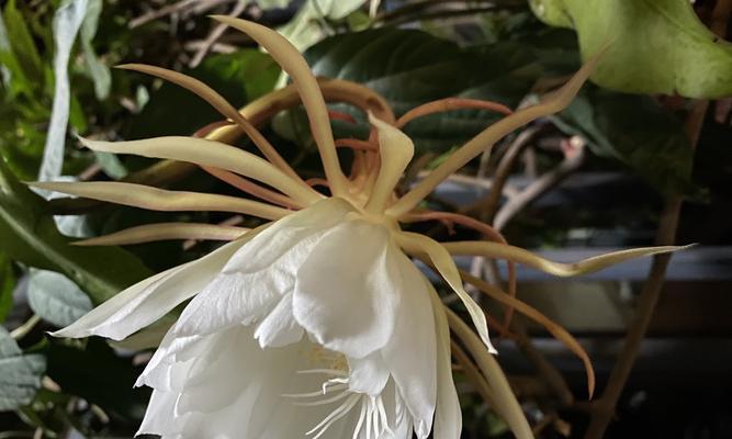 昙花之美与传说（探寻昙花的花语与神秘传说）