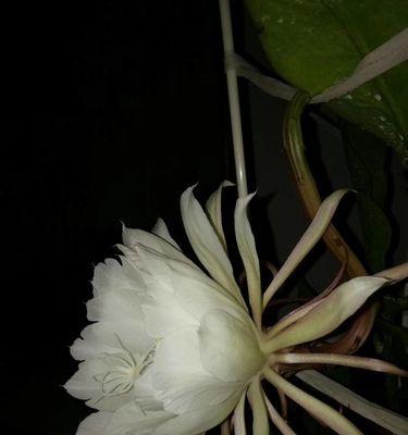 昙花（昙花花语与寓意解读，以及对人生的启示）