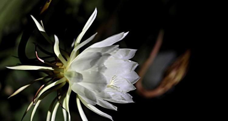 昙花的花语与寓意（昙花的神秘之美与深远意义）