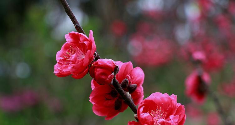 桃花的花语与生命之美（探寻桃花的美丽之源，解读桃花的花语，感受生命的脆弱与坚韧）