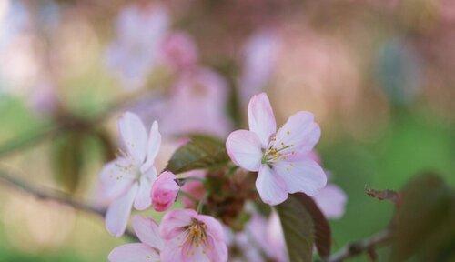 桃花花语探析（桃花花语的深层含义及其传承）