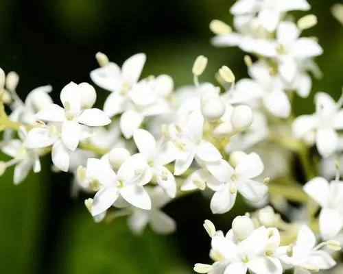 晚香玉花语（花香弥漫，幸福如晚香玉之美）