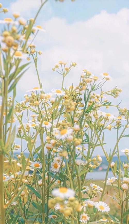 小雏菊的不吉利之谜（探寻小雏菊不吉利的原因及其象征意义）