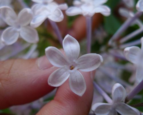 五瓣丁香花的含义与象征（传达爱与温暖的花朵——五瓣丁香）