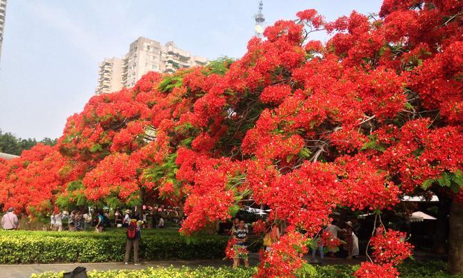 五月的代表花——牡丹（盛开在五月的牡丹，五彩斑斓的花海）