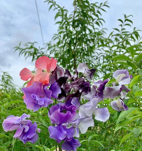 香豌豆花的花语及寓意解读（探索香豌豆花语的丰富内涵）