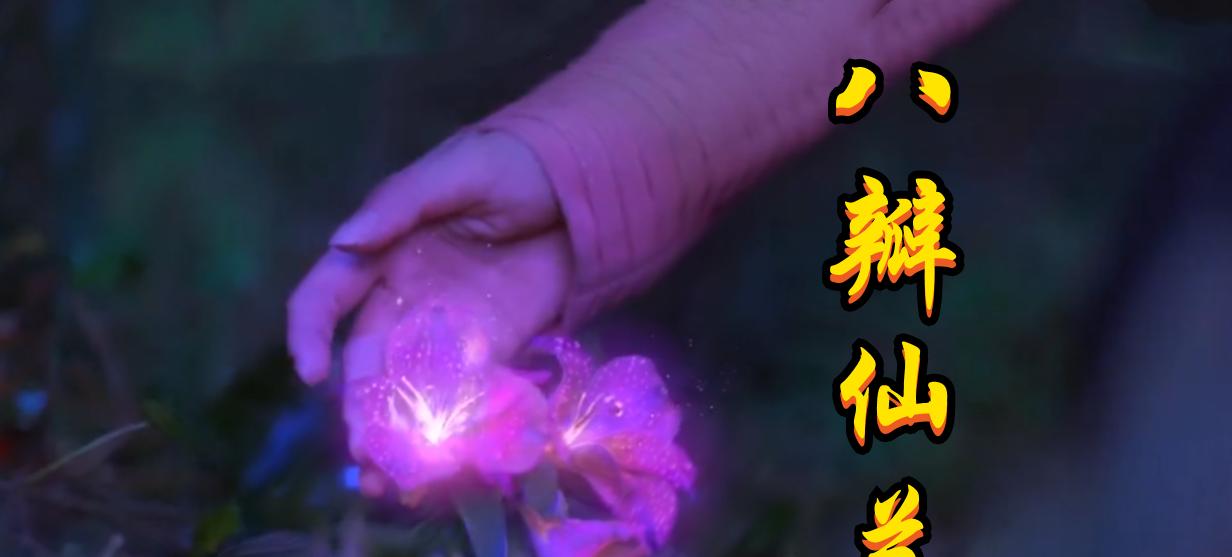 紫色野菊花花语——寄托希望与坚韧（盛开在土地上的勇敢与自由）