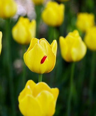 紫郁金香花语与其深刻内涵（紫郁金香的花语及其象征意义解析）