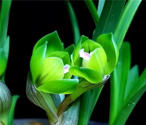 探秘兰花——蝴蝶兰的魅力（美丽花王的独特风采及养护技巧）