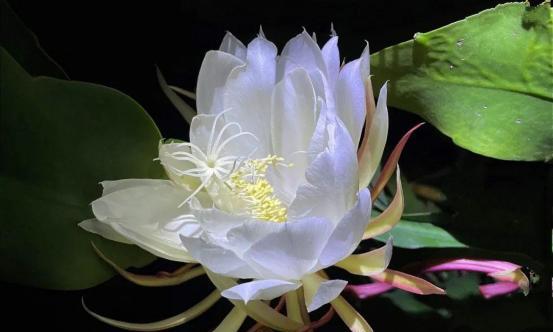 昙花（昙花盛放一日，生命脆弱而珍贵）