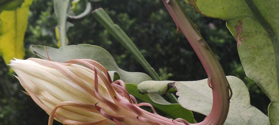 昙花传说（以昙花花语为纽带的永恒爱情）