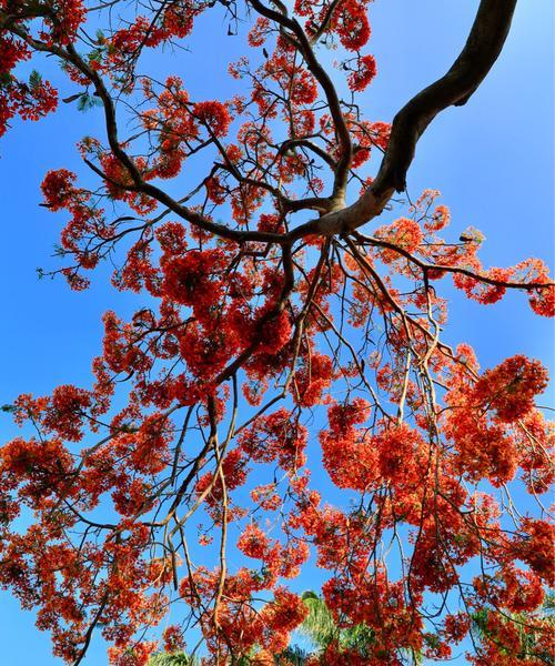 凤凰花的代表意义（凤凰花的美丽与坚韧）