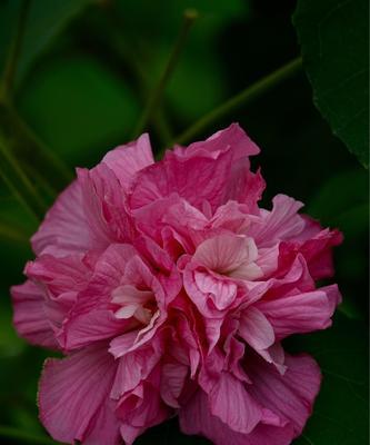 以木芙蓉的花语为主题的文章（用花语诠释木芙蓉的美丽和寓意）