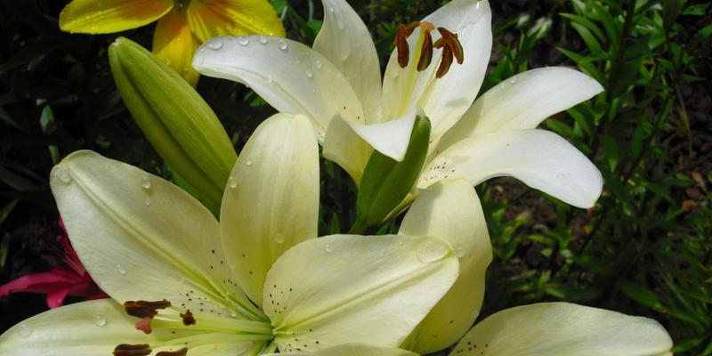 白荷花的花语与意义（探索清纯、高洁与纯真的象征）