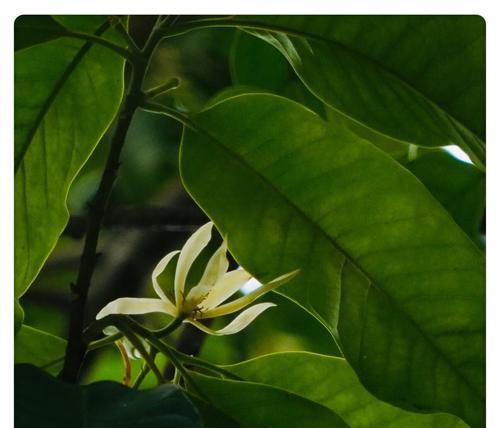 白兰花花语的深层含义——寓意纯洁高贵的白兰花（解读白兰花的花语与象征，传递深远的内涵）