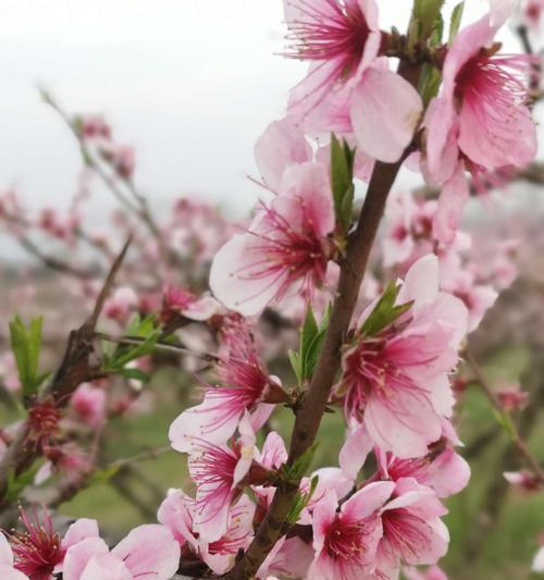 白色桃花的花语（桃花的美丽绽放，传递幸福与希望）