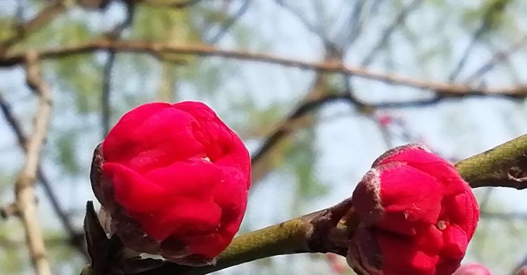 白色桃花的花语（桃花的美丽绽放，传递幸福与希望）