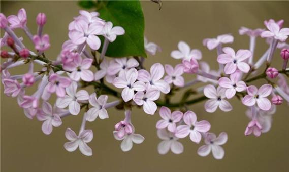 白色紫丁香花语的诠释（用花语传达深情与祝福）