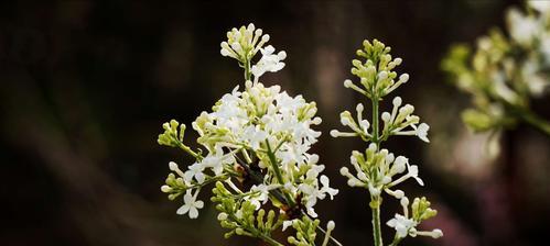 白色紫丁香花语的诠释（用花语传达深情与祝福）