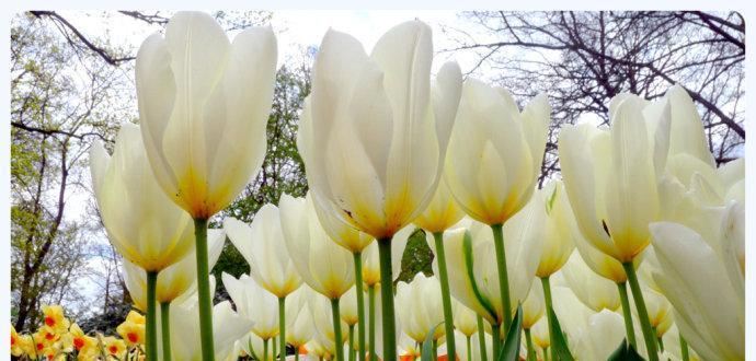 白郁金香花语的深意（揭示白郁金香所代表的丰富寓意）