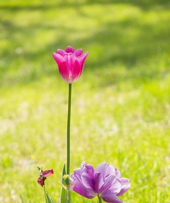 白郁金香花语的含义（解读白郁金香的意义和象征）