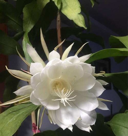 昙花（探索不同昙花种类的象征意义与文化含义）