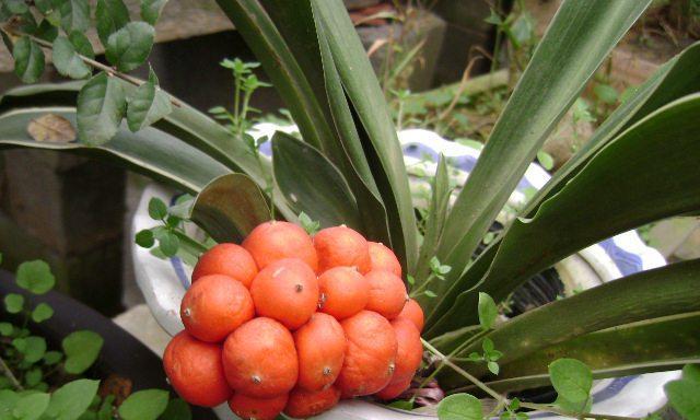 彩叶万年青的花语与美丽寓意（颜色变幻、繁花似锦，彩叶万年青传递生命的信息与喜悦）