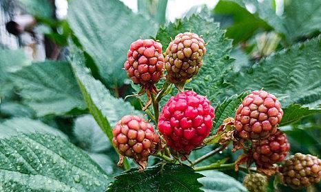 野生树莓怎么种植（详解树莓种植方法和时间）