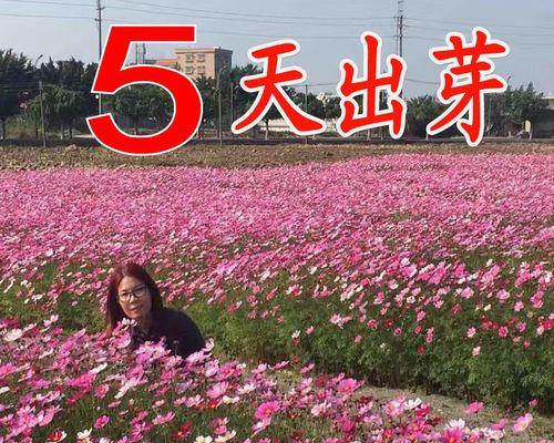 格桑花种子什么时候播种（格桑花种植方法讲解）