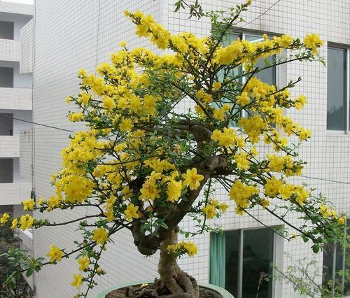 迎春花盆景养殖方法