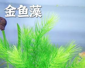 金鱼藻水草怎么养（水草养殖方法和注意事项）