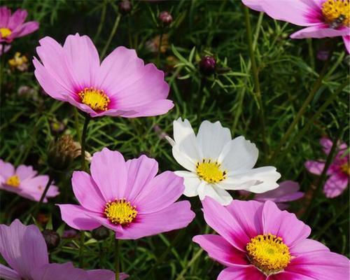 格桑花怎么种才对（格桑花种植方法步骤）