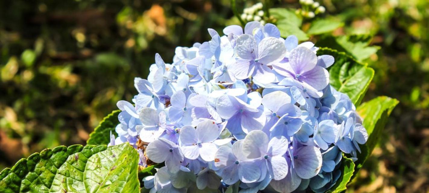 绣球花——浪漫花园的魅力（探寻绣球花的花语及代表意义）