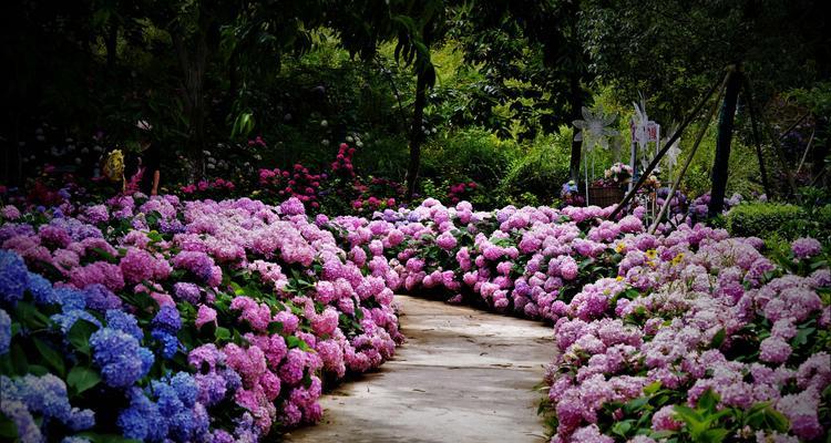 绣球花的花语及象征（寓意深远的绣球花，揭示花语的真谛）