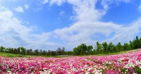 传说与花语（探寻以雁来红的花语及其传说的由来）