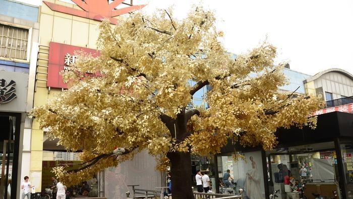 摇钱树的花语与文化象征（摇钱树，财富与繁荣的象征）