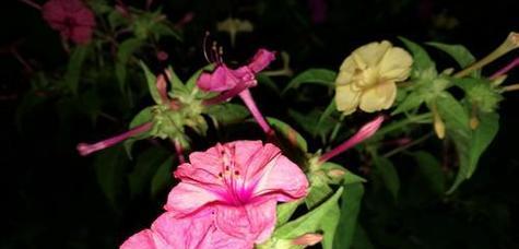 以夜来香的花语与传说——芬芳之美与爱情的象征（花开香满，执着与浪漫共舞）