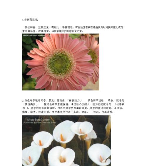 银杏花的花语与含义（银杏花的花语寓意何在？银杏花的美丽传递何种信息？）