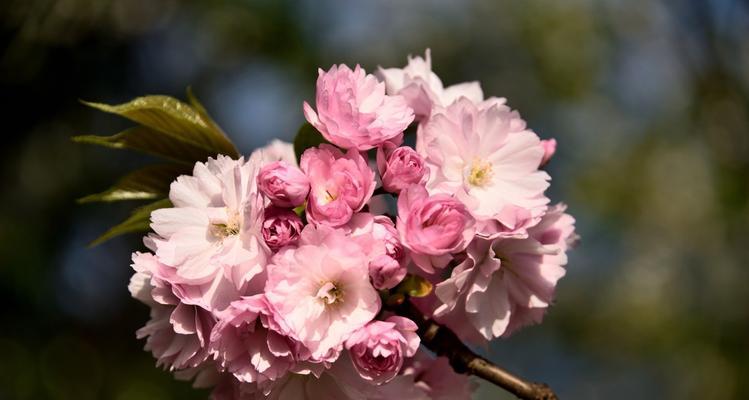 樱花之美（樱花的象征意义和传统文化内涵）