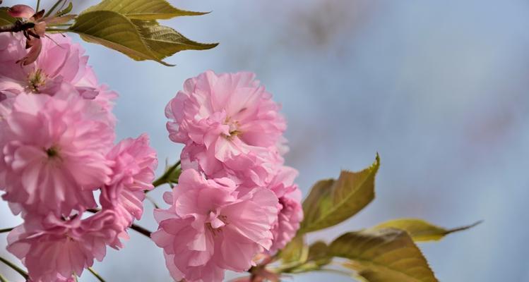 樱花之美（樱花的象征意义和传统文化内涵）