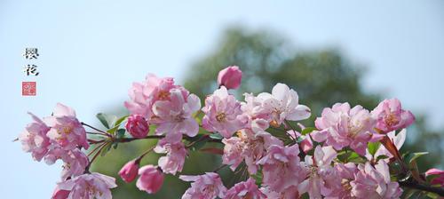 樱桃花的寓意与象征（探寻樱桃花的象征意义及文化内涵）