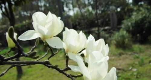 玉兰花（象征着纯洁和自由的白色花朵，以及其在文化和历史中的重要地位）