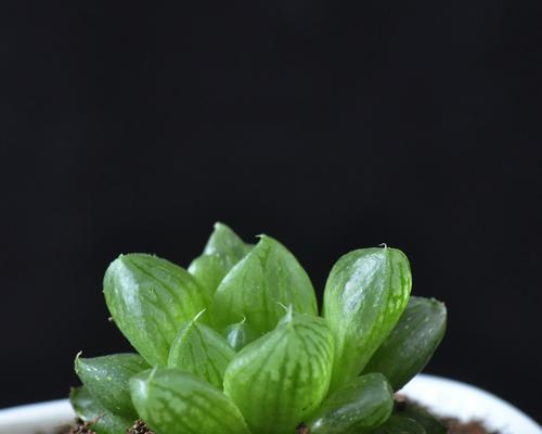 玉露开花的象征意义（解读玉露开花的文化内涵与美学意义）