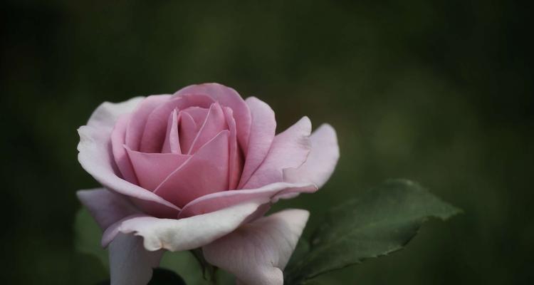 月季花（花开富贵，花谢思念；月季花语、品种及养护一览）