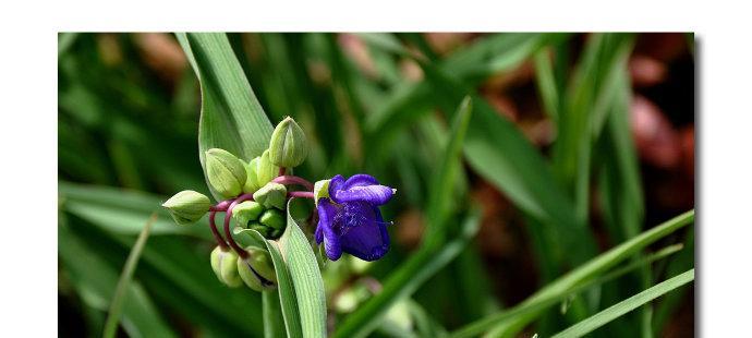 紫露草的花语与传说（深情蕴藏、神秘传承——探寻紫露草的花语与传说）