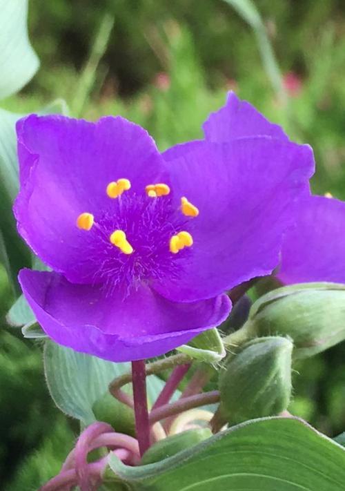 紫露草的花语与传说（深情蕴藏、神秘传承——探寻紫露草的花语与传说）