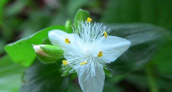 紫露草的花语与传说（深情蕴藏、神秘传承——探寻紫露草的花语与传说）