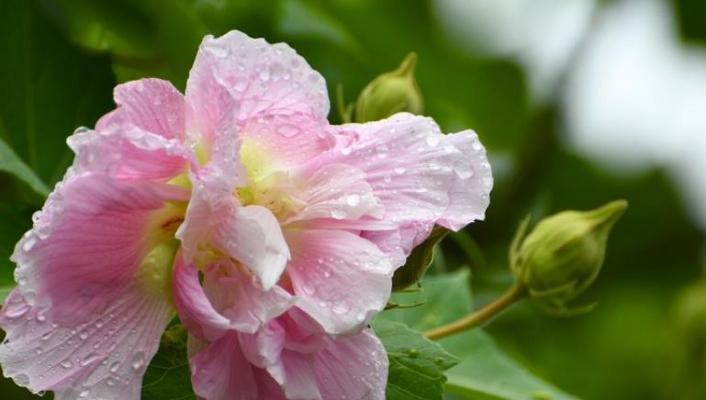 白芙蓉花的象征意义与内涵（美丽之中蕴含的哲理与真理）