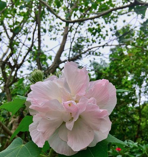 芙蓉花之美与意义（深入解读芙蓉花的花语和象征意义，探寻其独特之美）